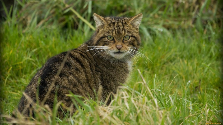 Лесная кошка (Felis Silvestris)