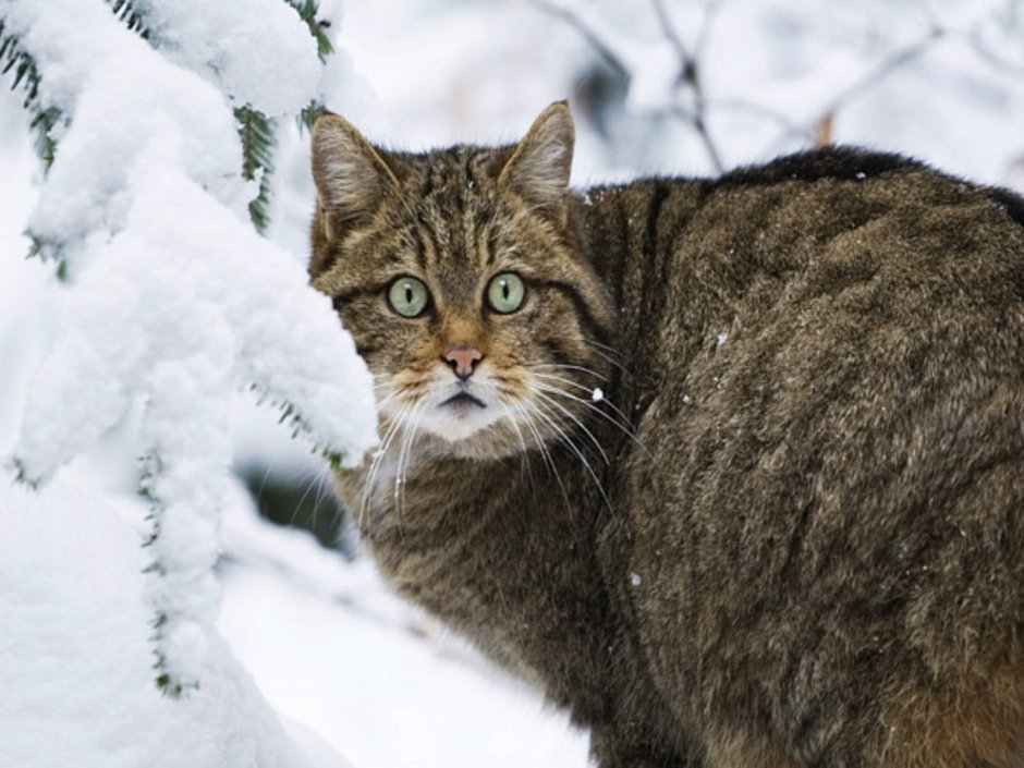 Лесной кот Felis Silvestris