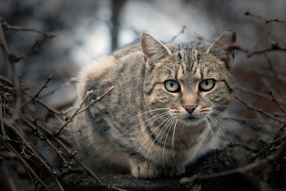 Шотландская Лесная кошка