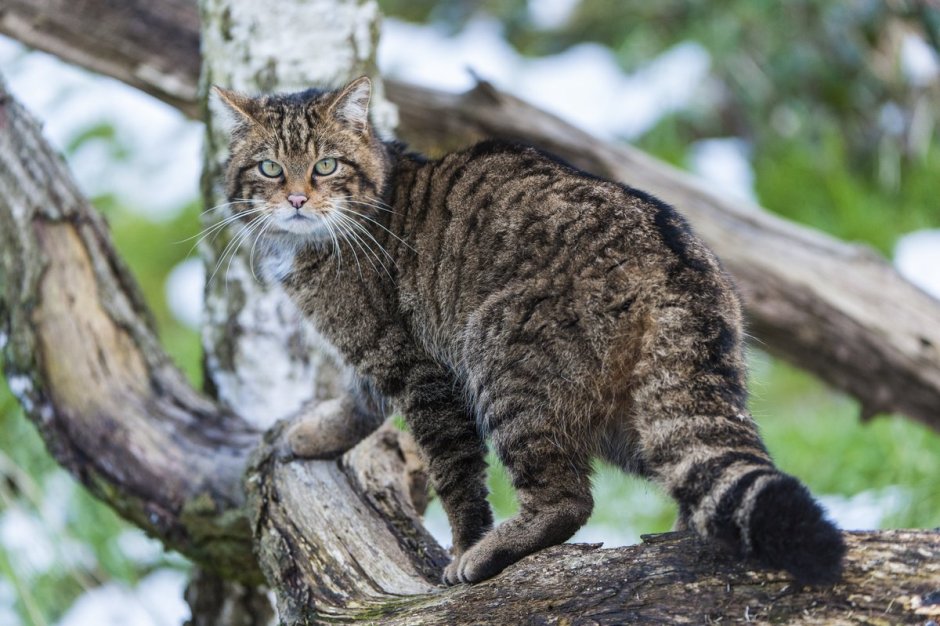 Дальневосточный Амурский Лесной кот