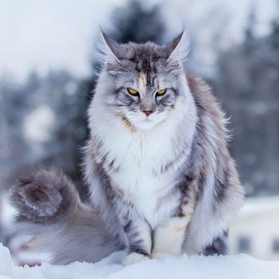 Шотландская Дикая Лесная кошка