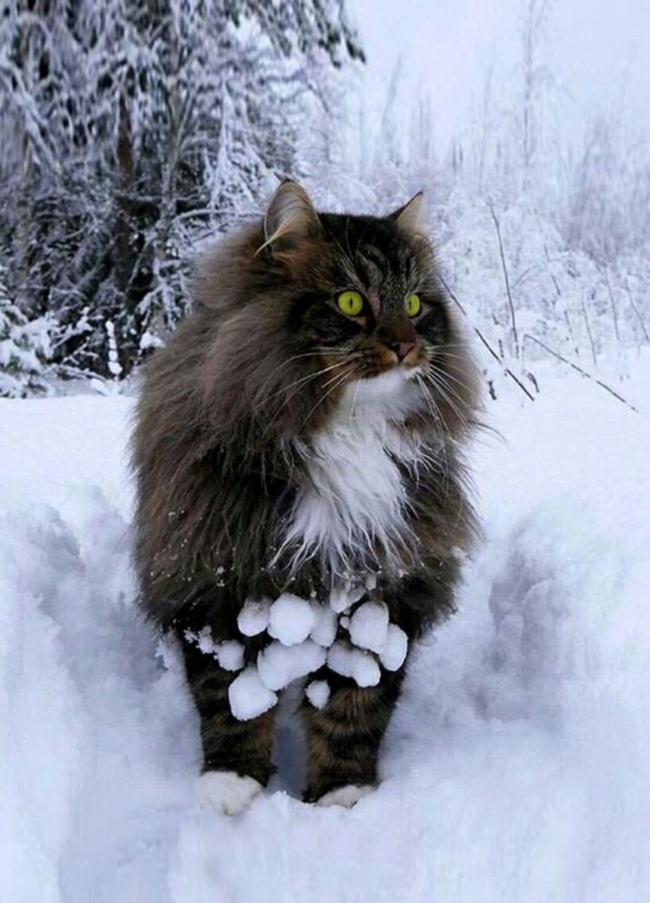 Норвежский Лесной кот