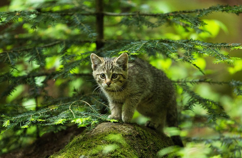 Сибирский Лесной кот