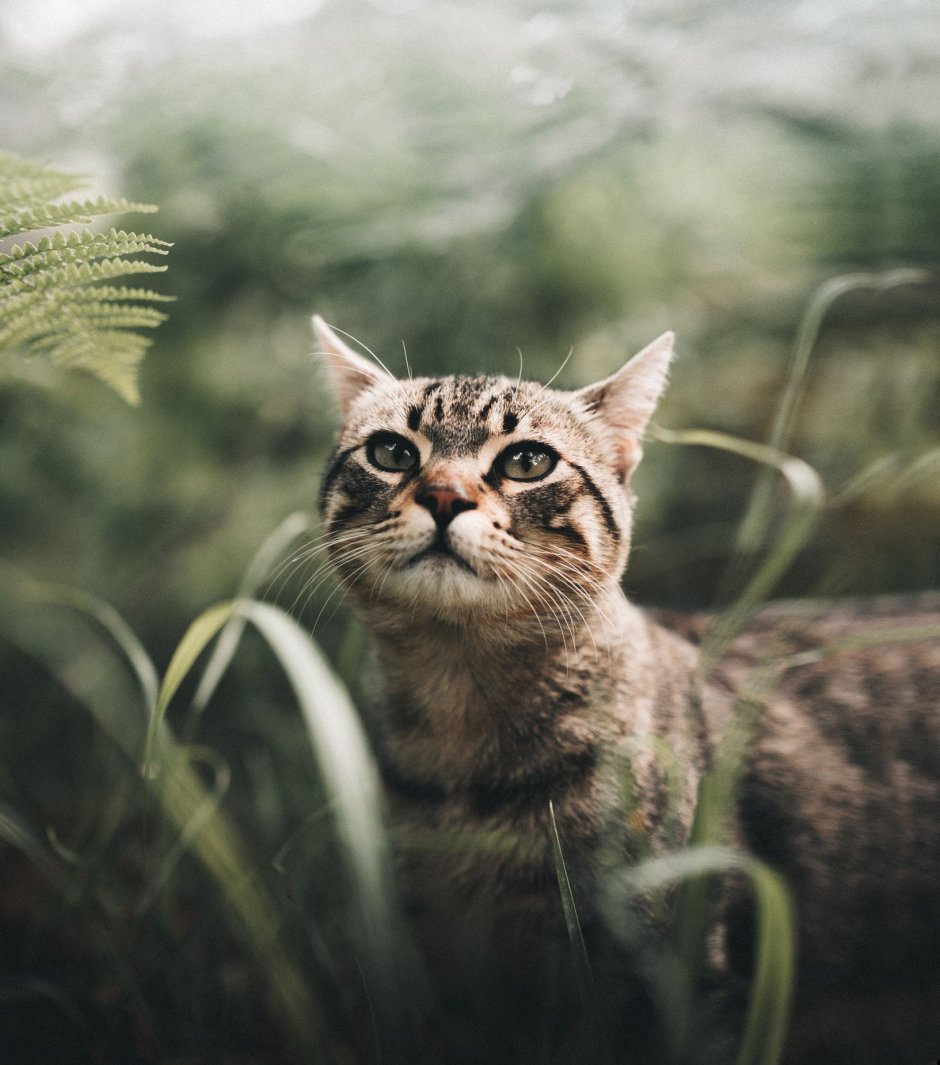 Норвежская Лесная кошка трехцветная