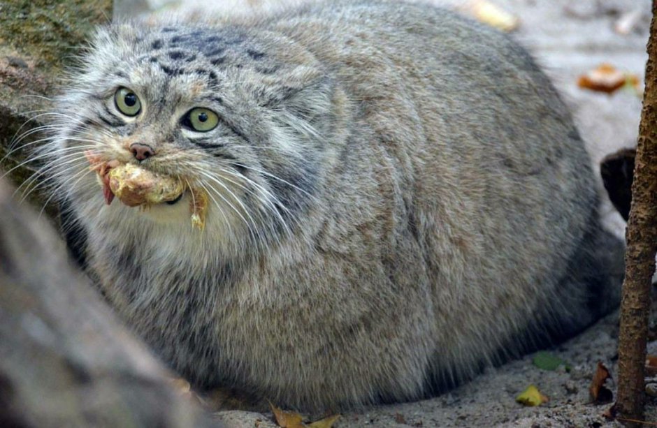 Европейский Лесной кот кошачьи