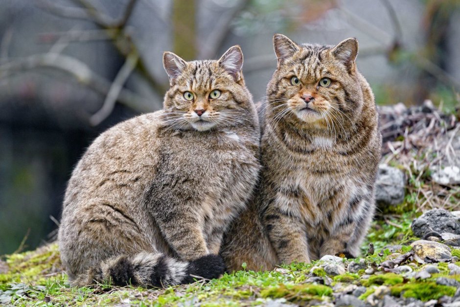 2 . Норвежская Лесная кошка