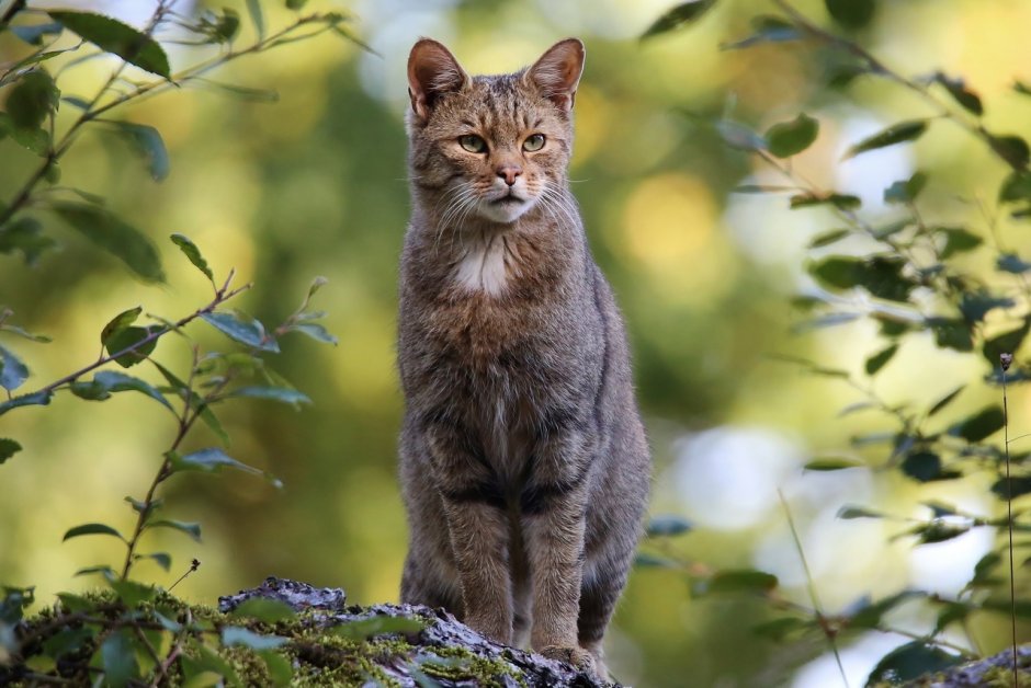 Лесной кот Felis Silvestris