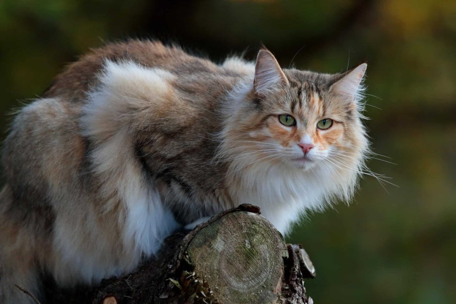 Сибирский Лесной кот