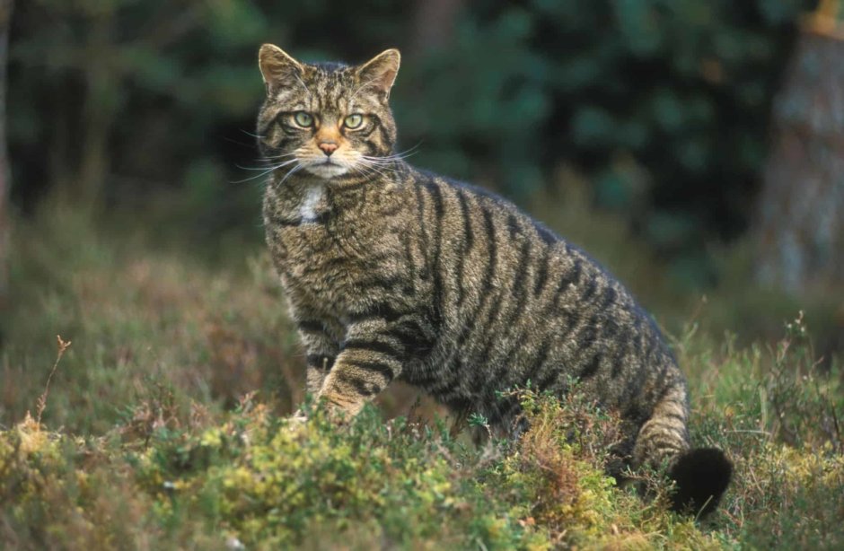 Лесной кот