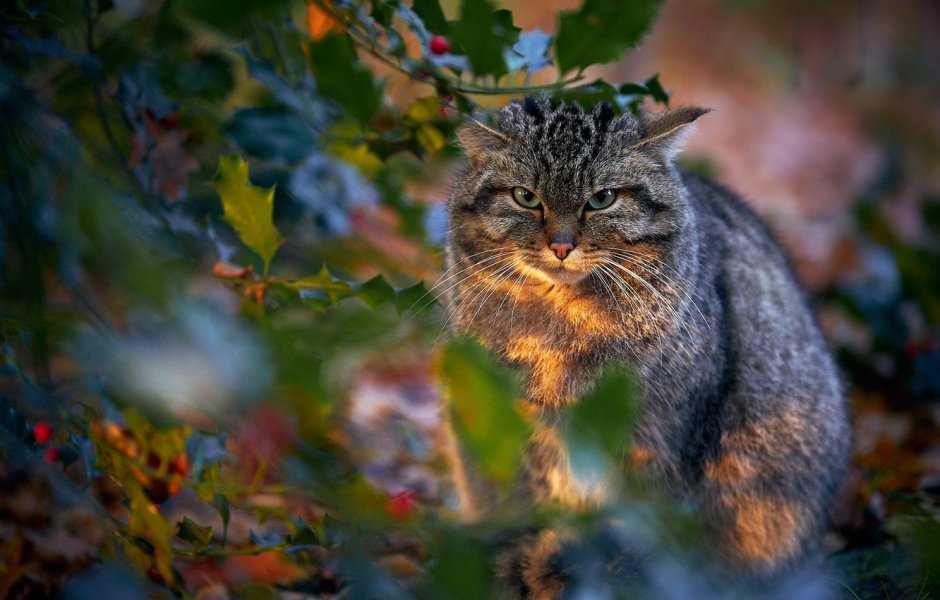 Шотландские Дикие коты