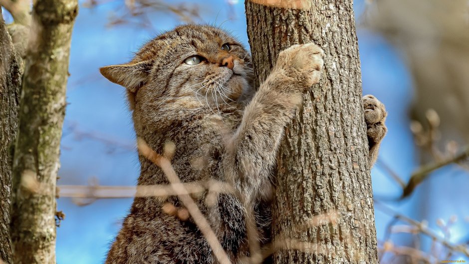 Коты в лесу