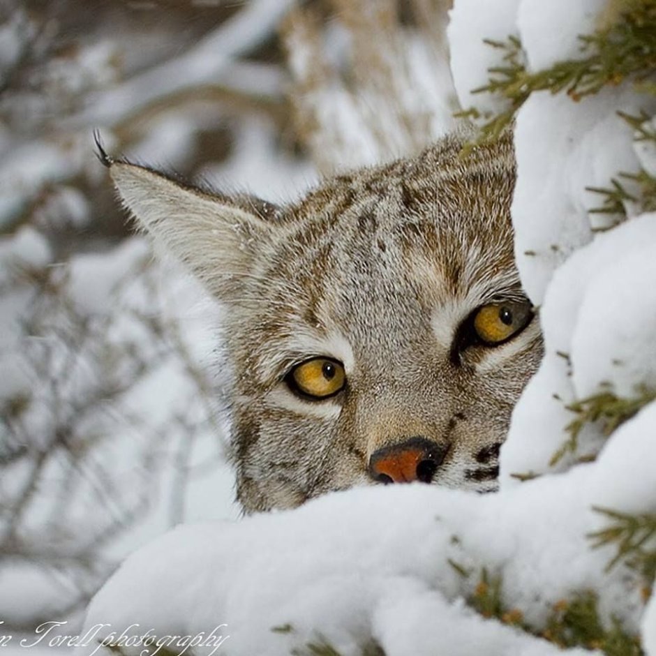 Шотландская Лесная кошка