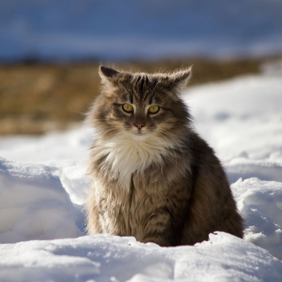 Норвежская Лесная кошка черная