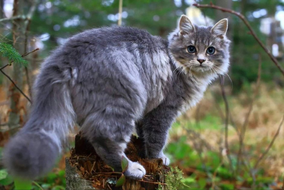 Коты Воители в реальной жизни