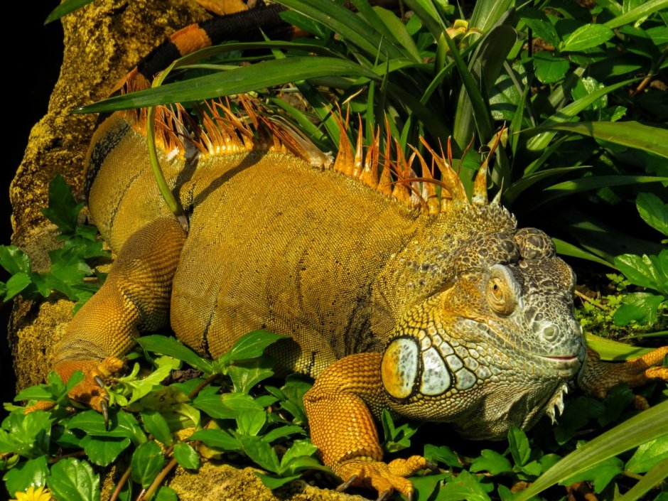 Игуана красная (Iguana Iguana)