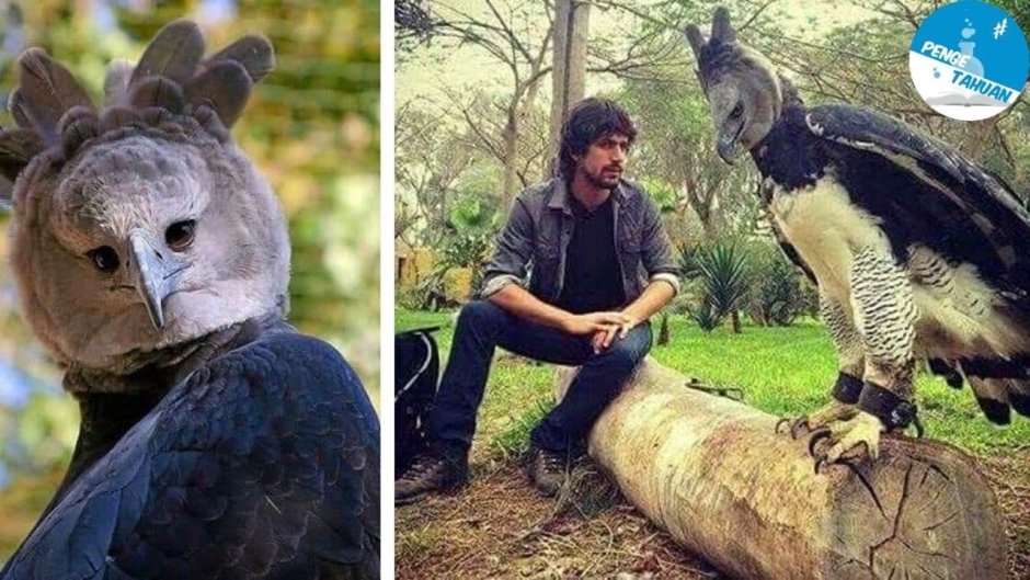 Harpy Eagle и человек