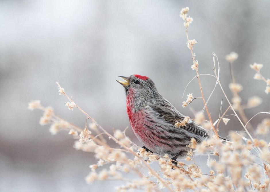 Carduelis flammea