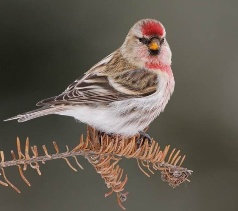 Carduelis flammea