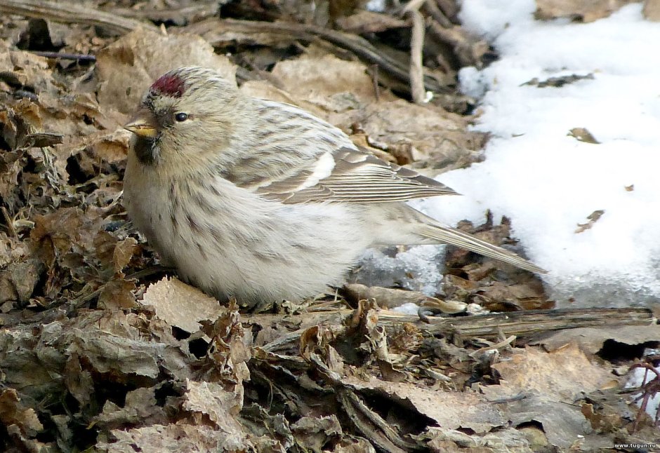 Acanthis flammea