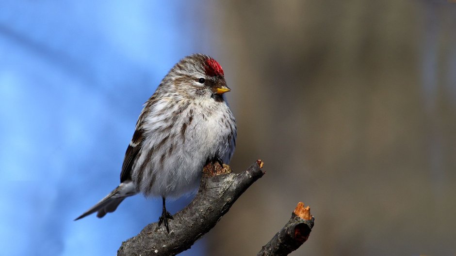 Чечётка (обыкновенная чечётка) (Acanthis flammea (Carduelis flammea))