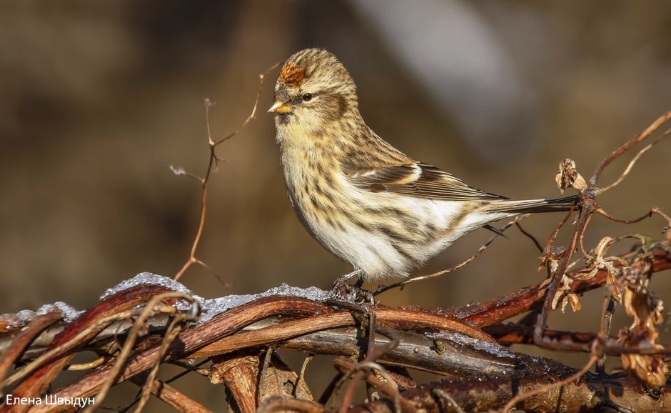 Птицы Канады Redpoll