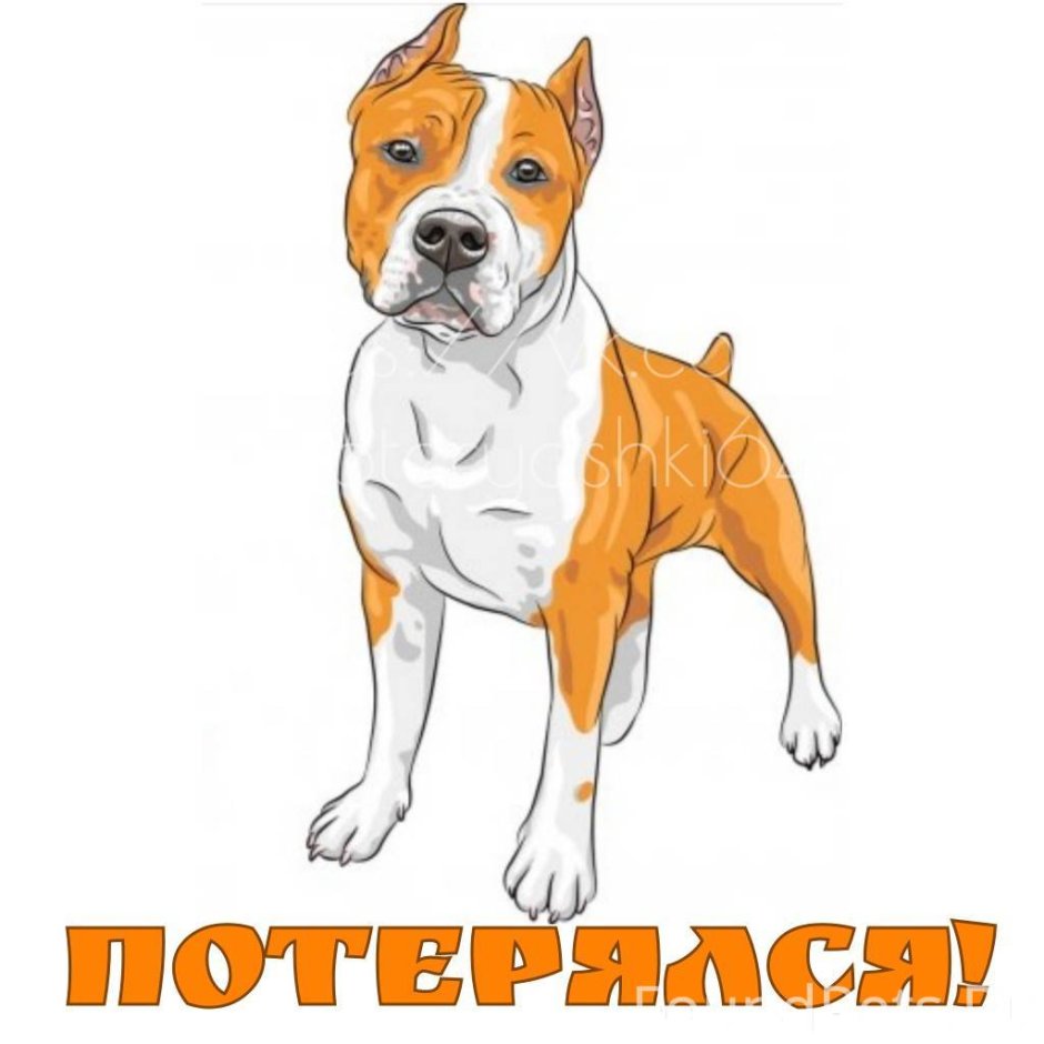 Американский стаффордширский терьер вектор