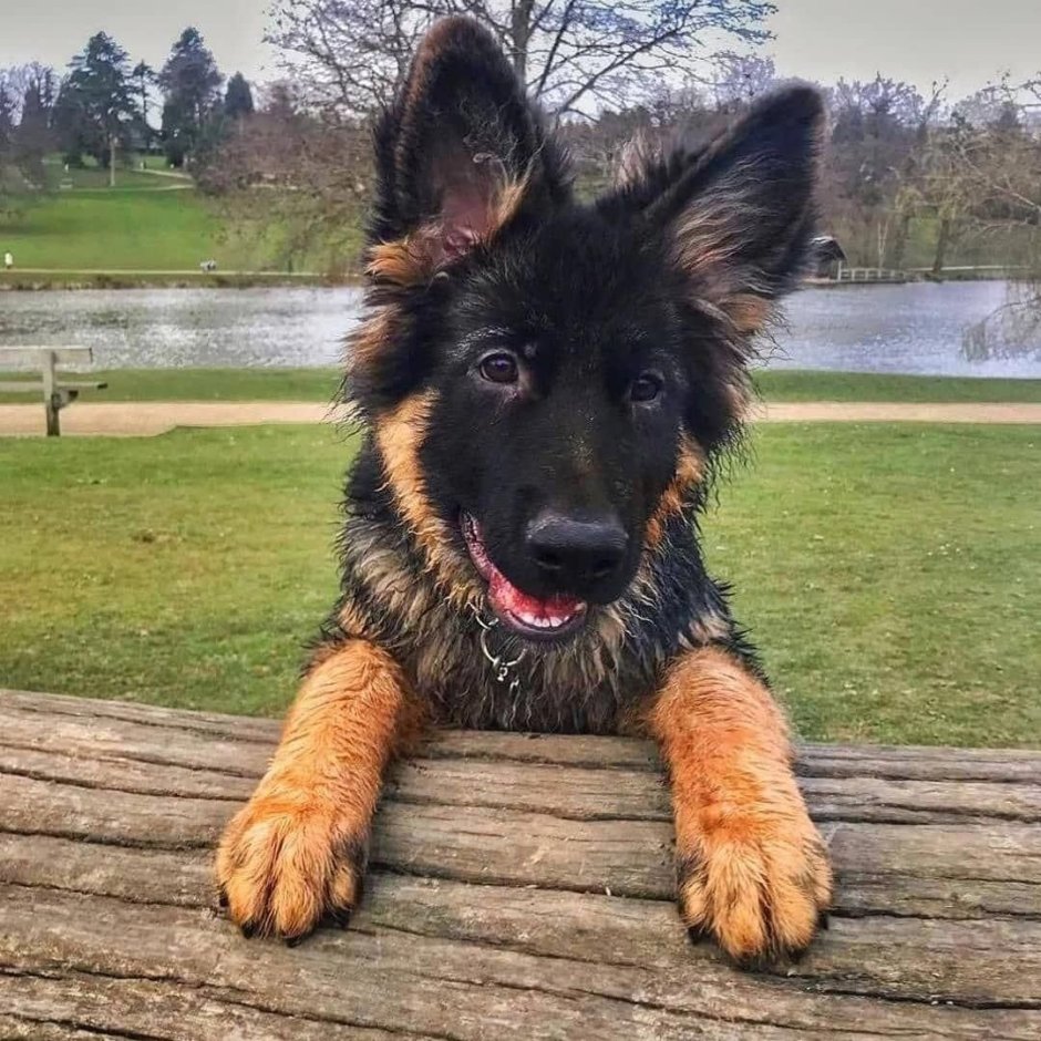 Pinterest Dog Wallpaper Dark