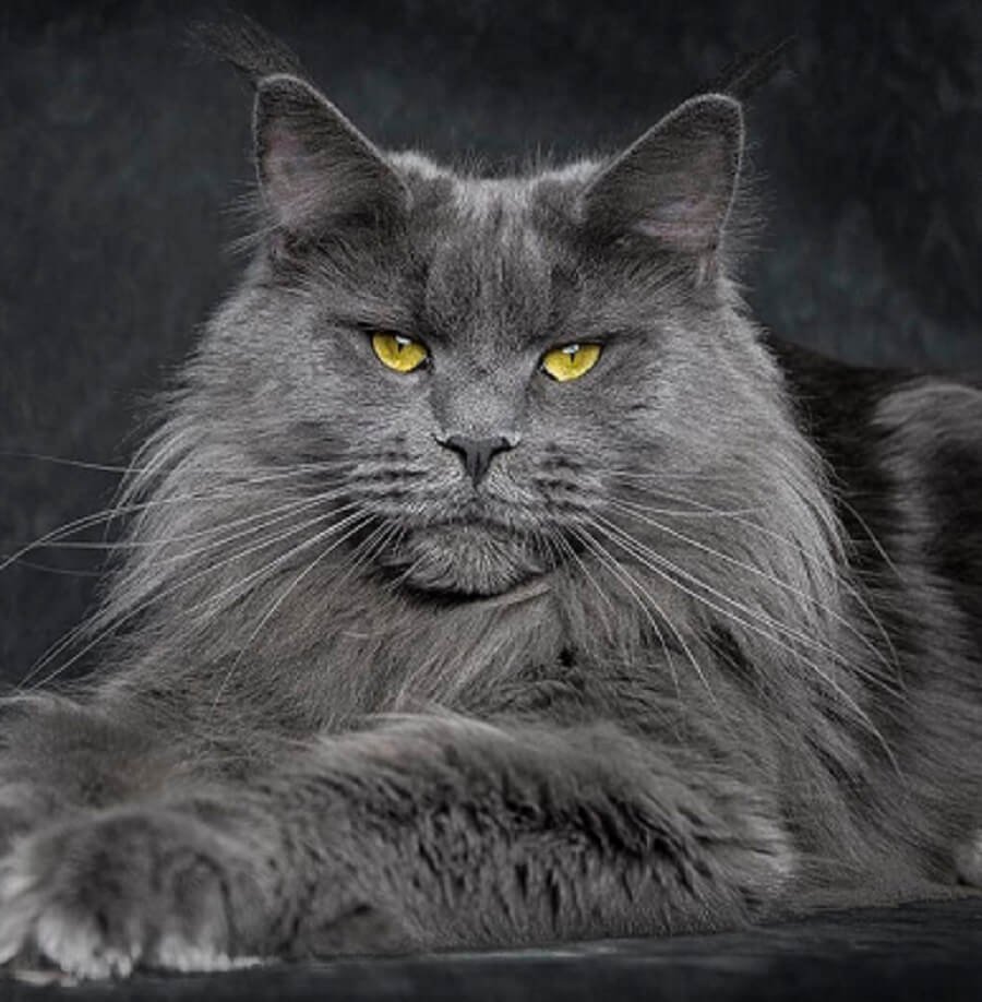 Мейн кун серая кошка