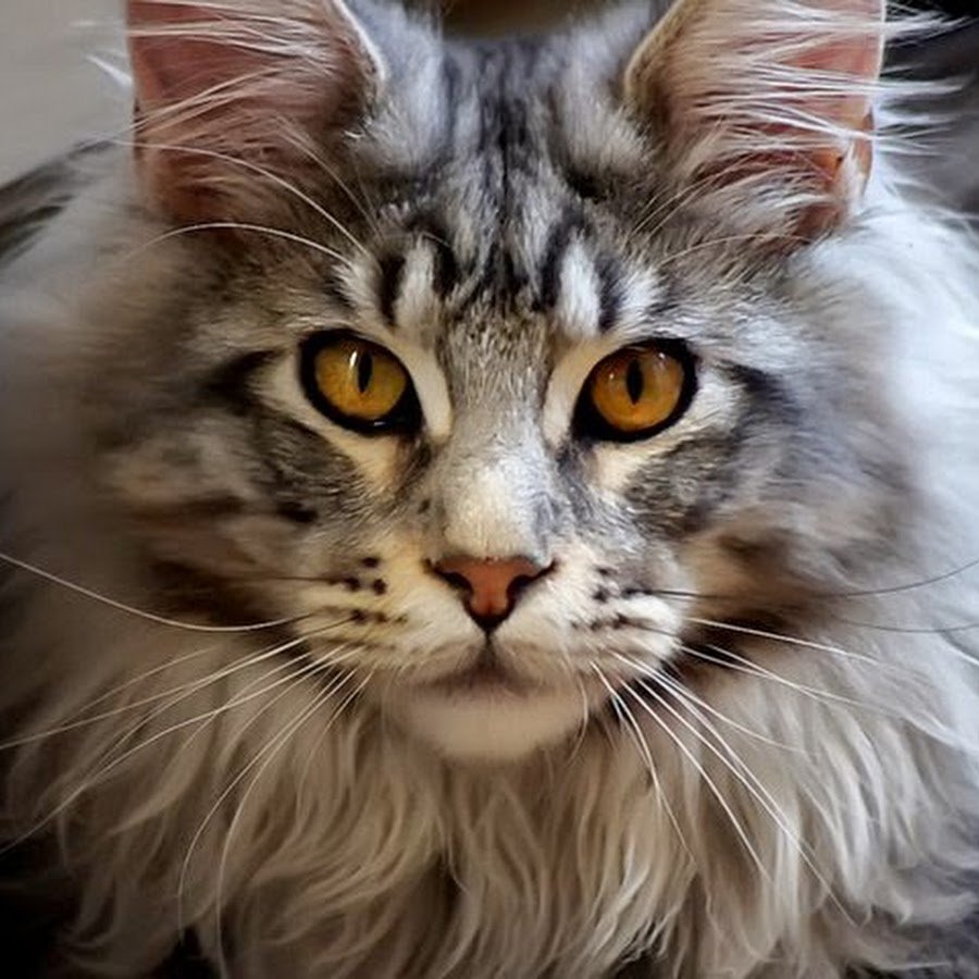 Цвет глаз у Мейн кунов