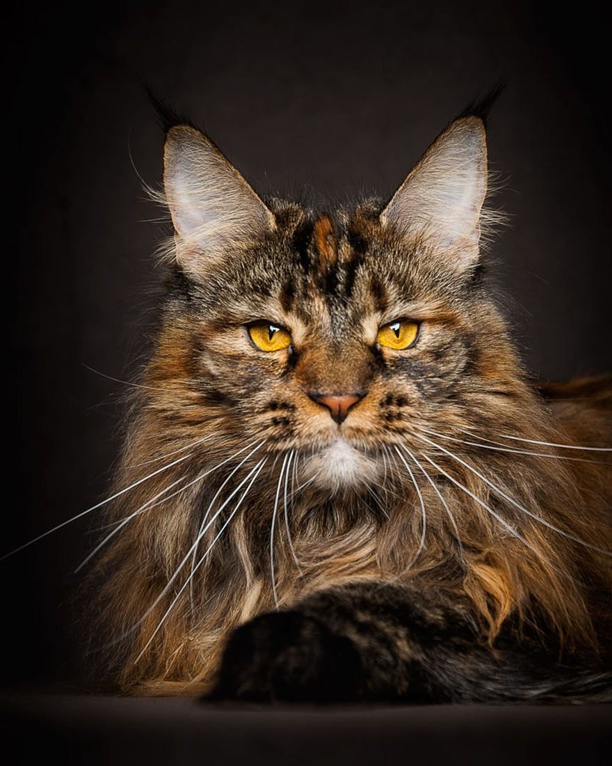 Порода Мейн кун