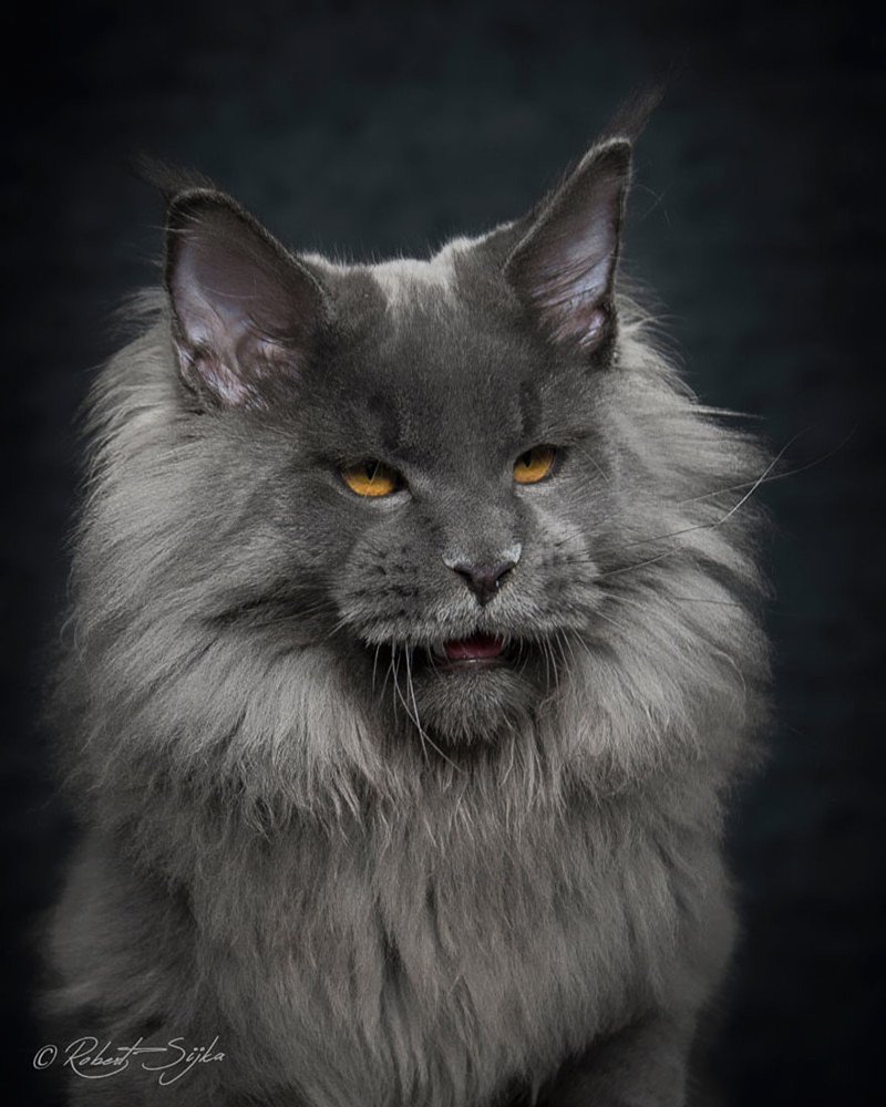 Породистый Мейн кун