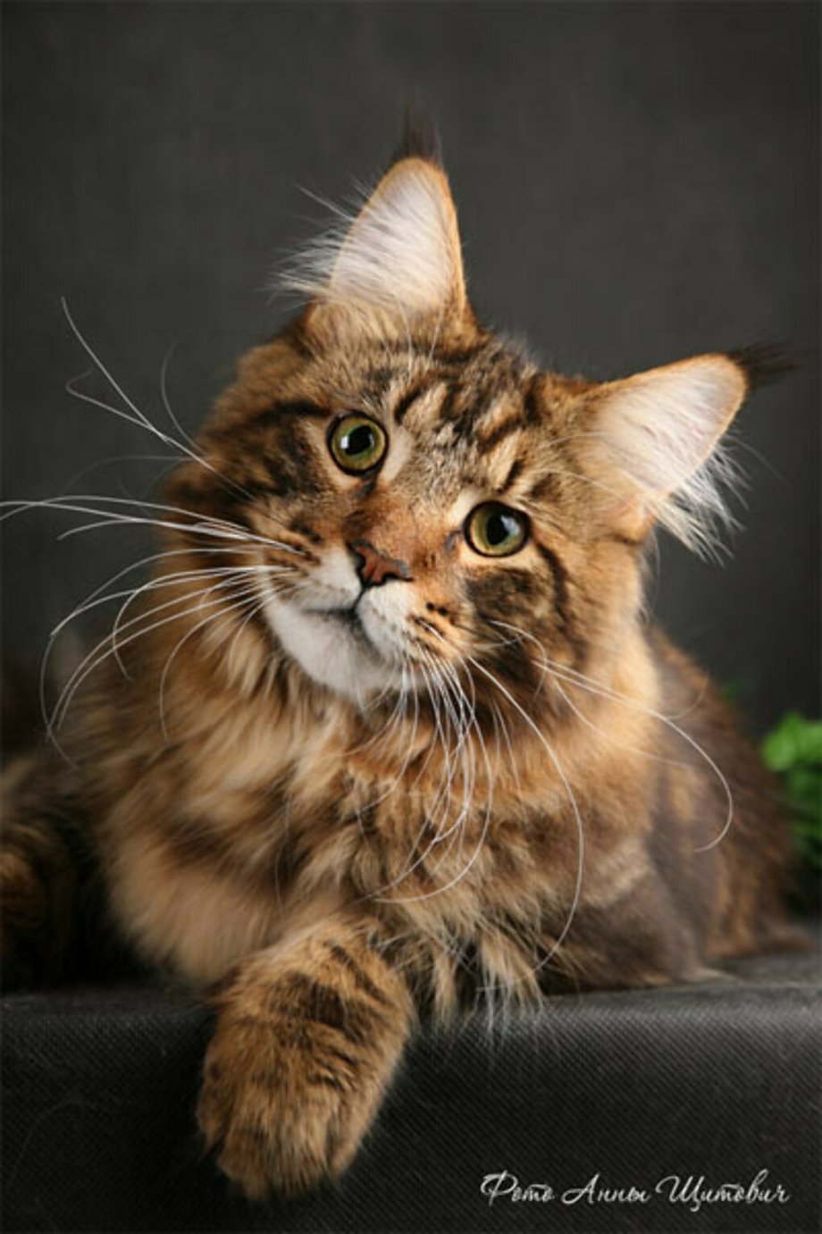 Кошка породы Мейн-кун