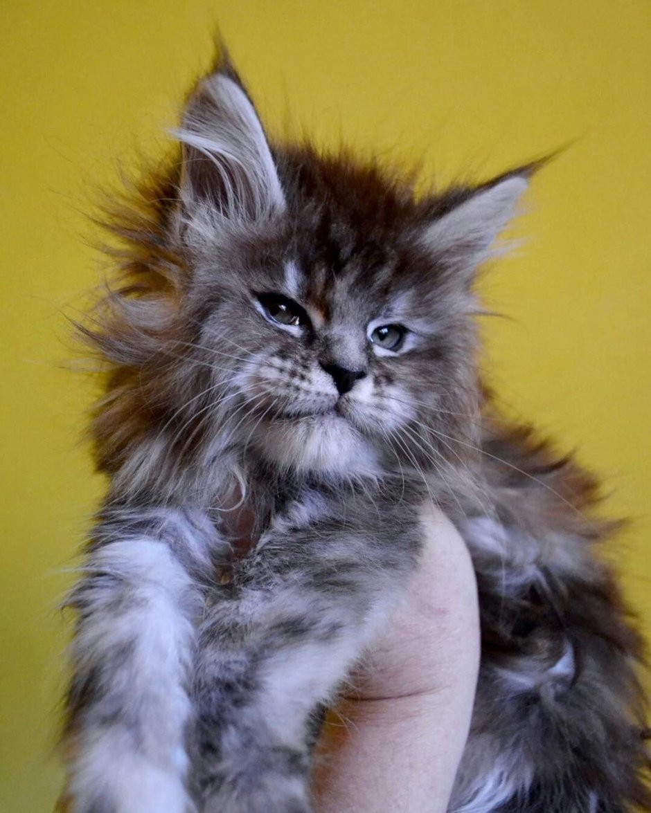 Котята Мейн кун