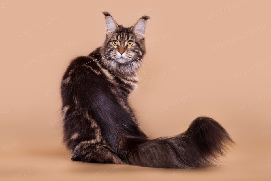 Мейн кун полосатый