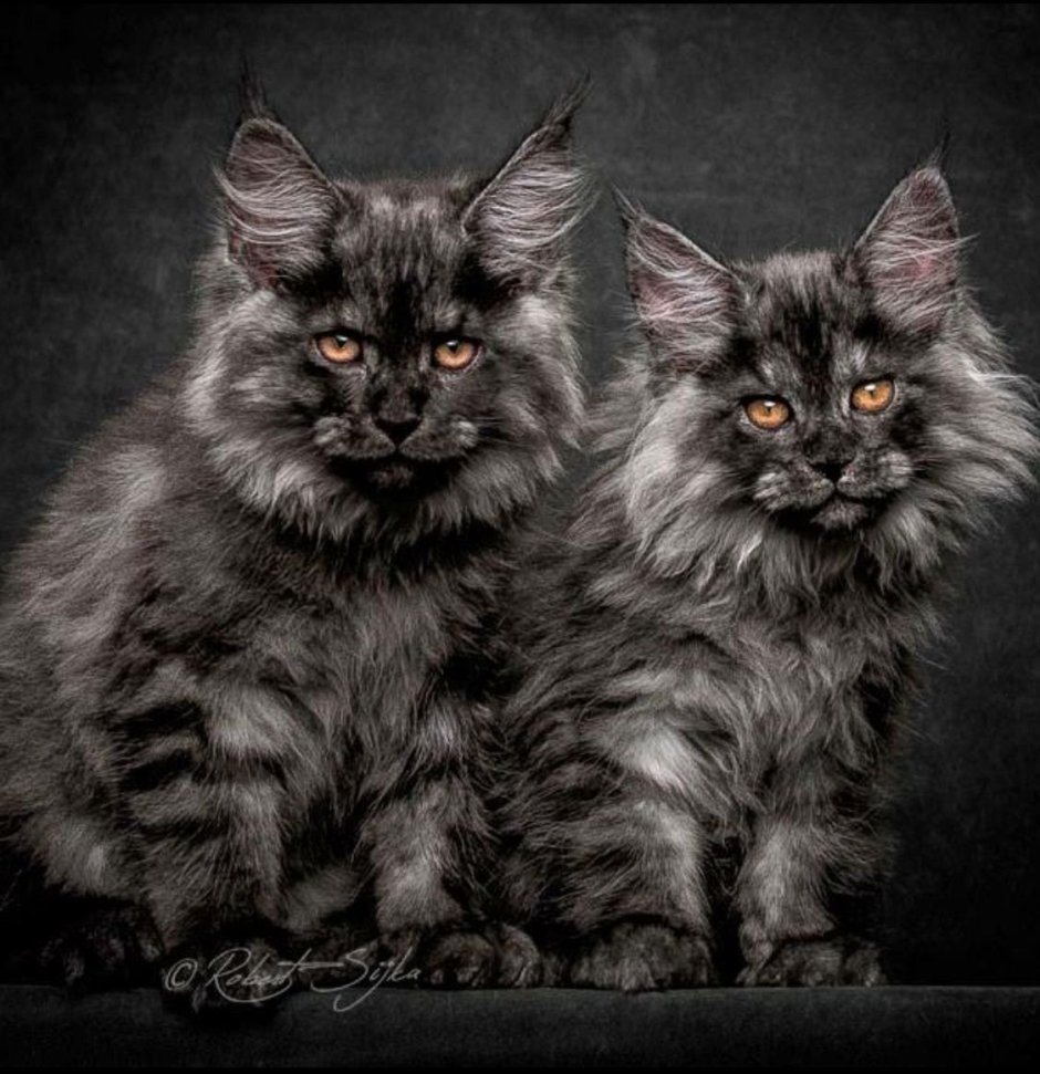 Порода майкун кошки черный