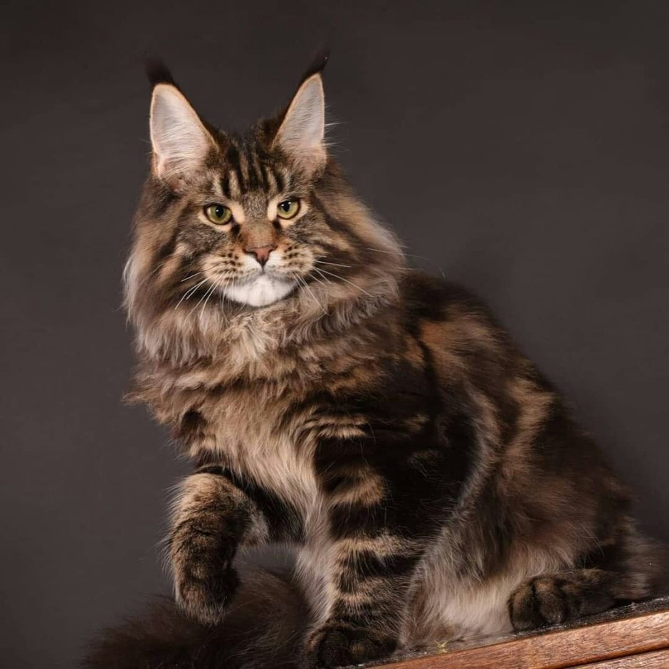 Черный мраморный Мейн кун