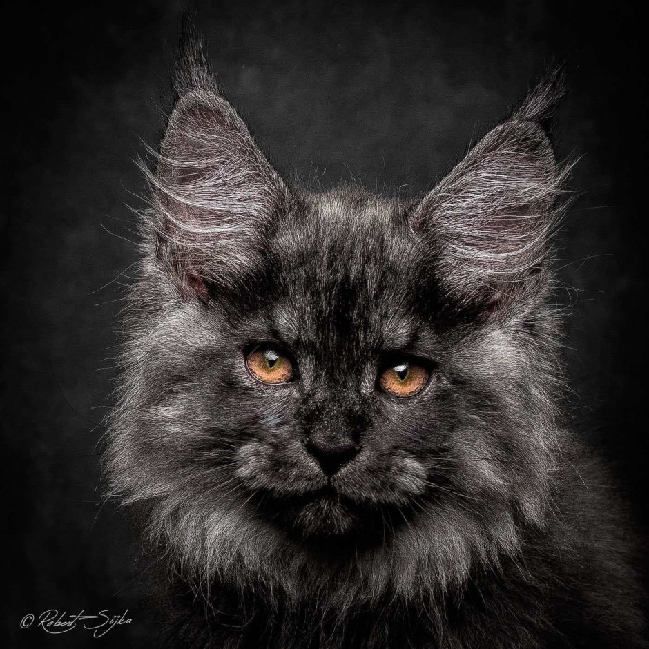 Мейн кун Роберт сижка