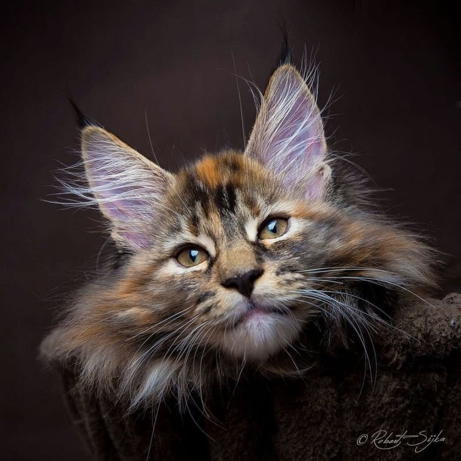 Мейн кун взгляд