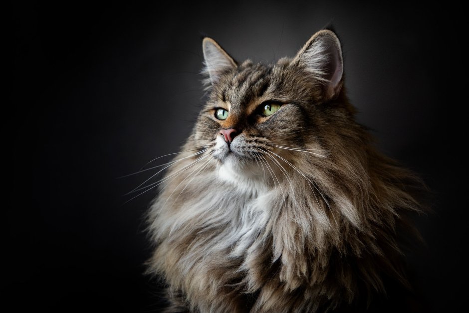 Обои кот Мейн кун