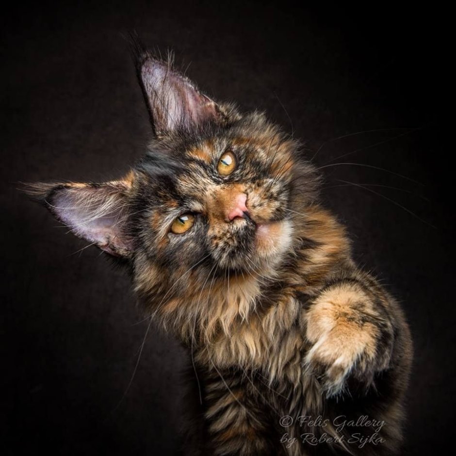 Портреты Мейн-кунов Robert Sijka