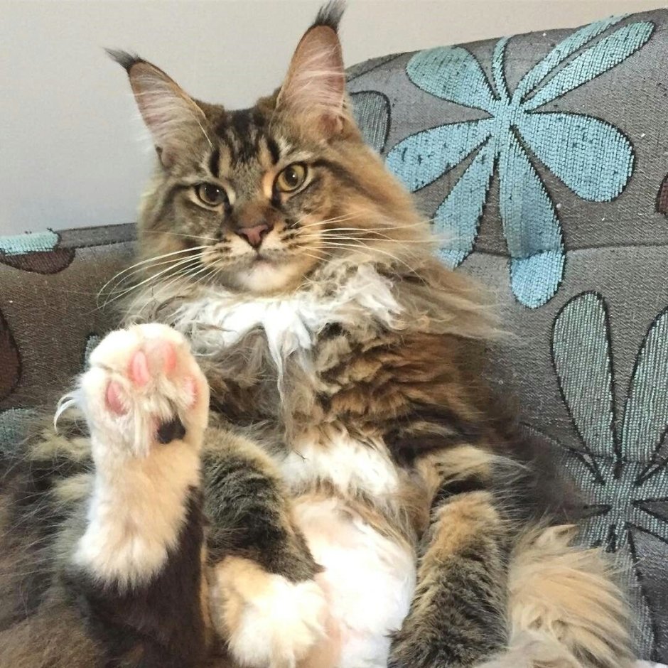 Передние лапы мейенкуна