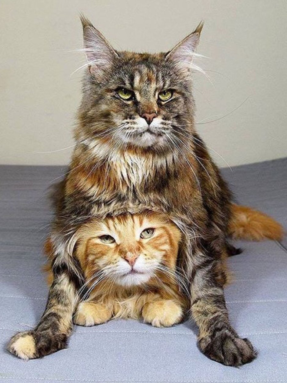 Кот Мейн кун