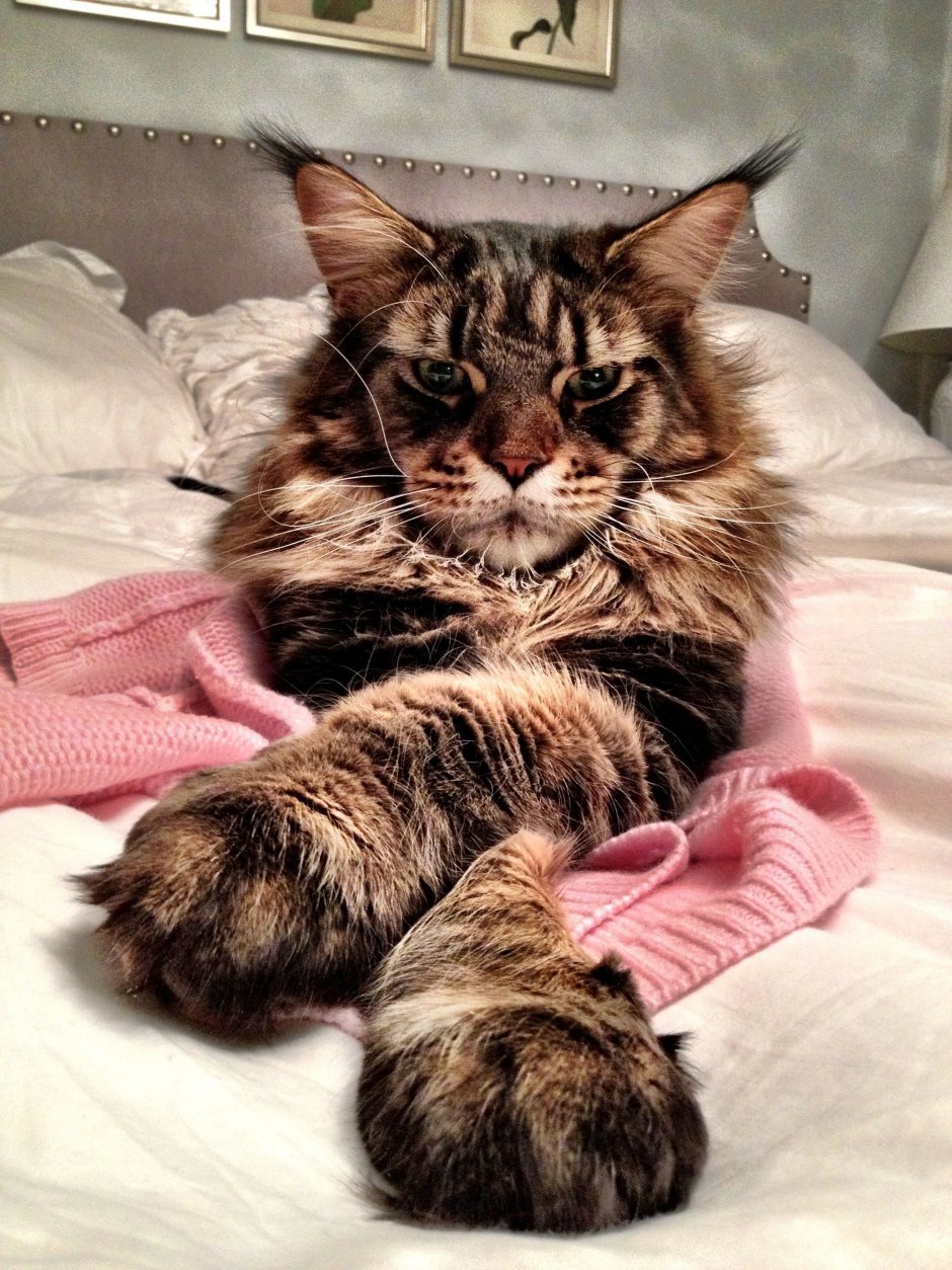 Кот Мейн кун лапа