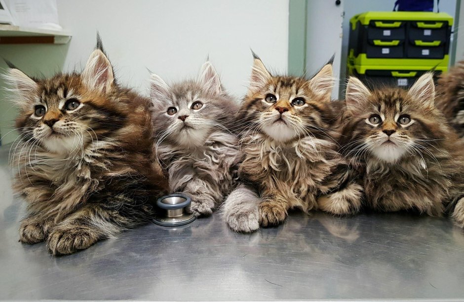 Майкун кошки