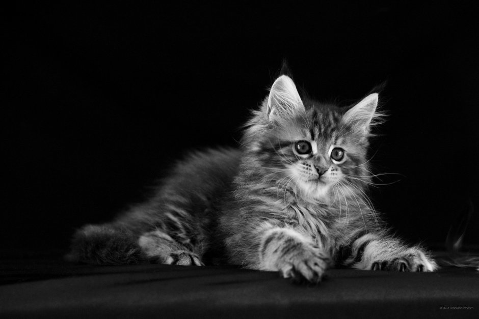 Сибирские котята