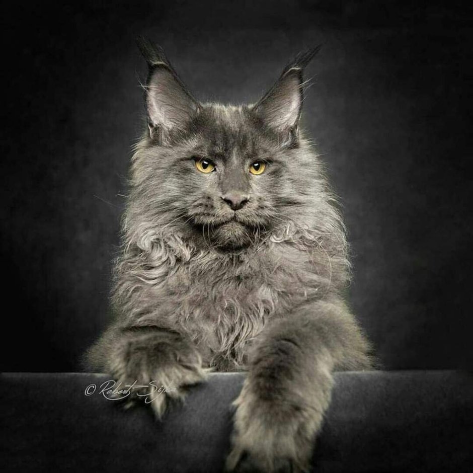 Коты Мейн кун