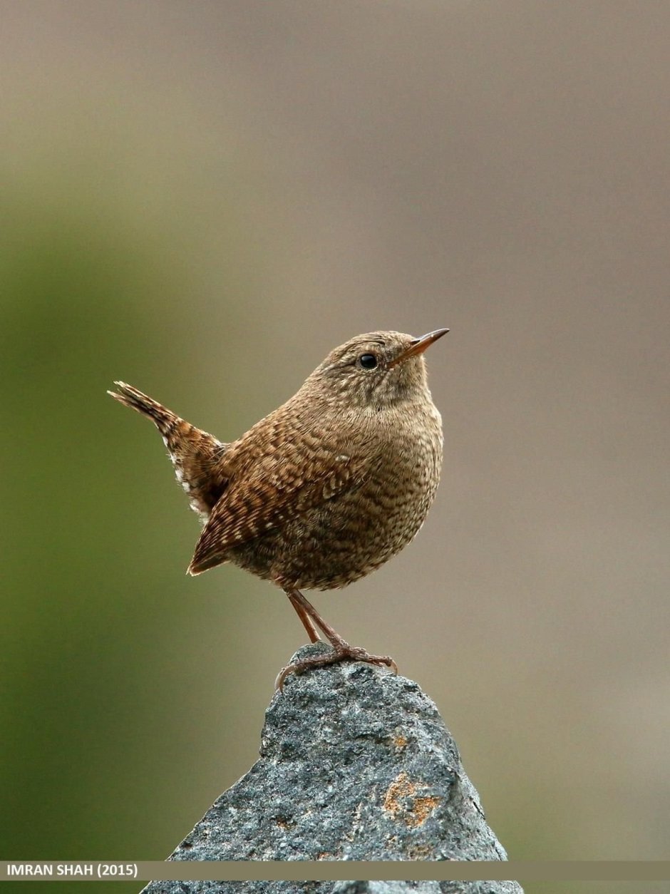 Крапивник Troglodytes Troglodytes