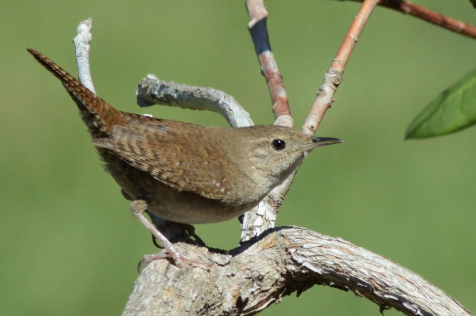 Wren перевод птица