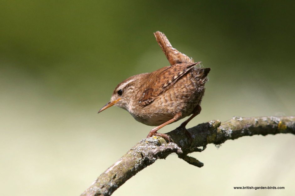 Wren игрожур