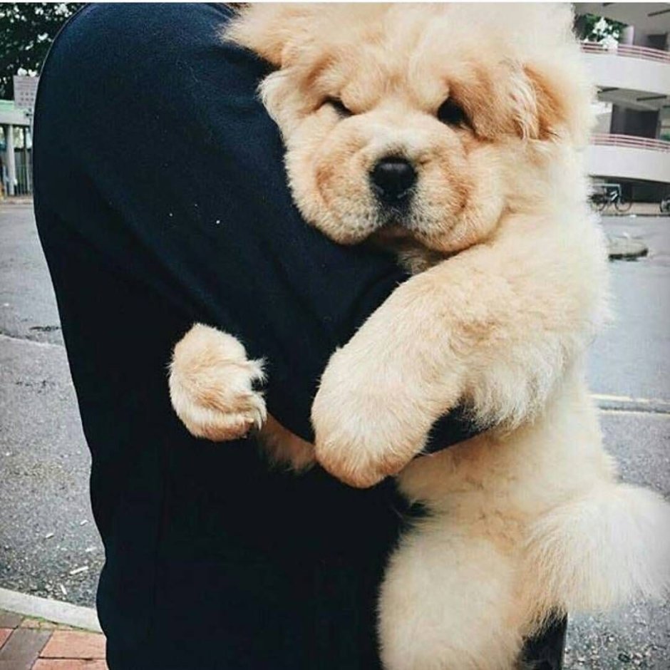 Чау чау милый